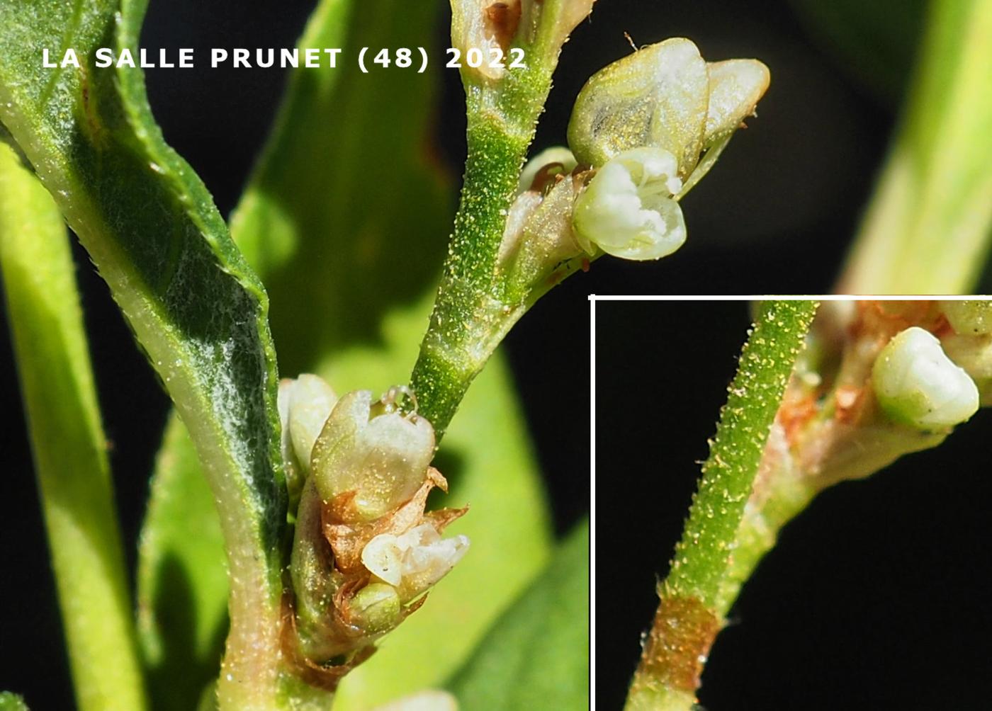 Persicaria, Pale flower